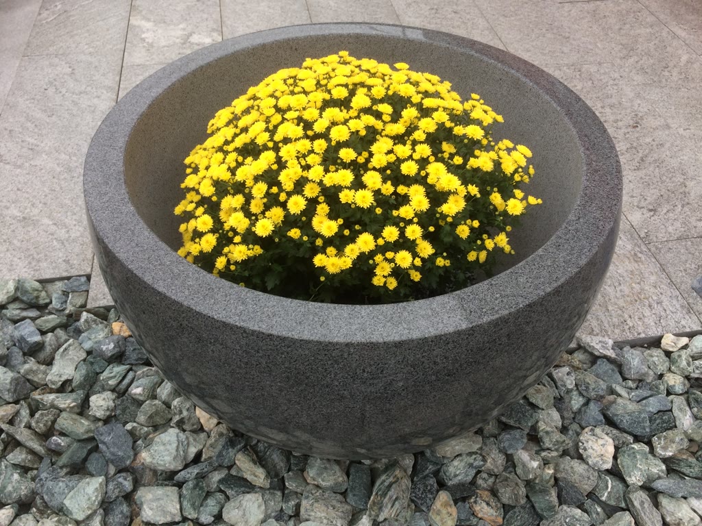 Polierte Granit-Schale, bepflanzt mit gelben Blumen